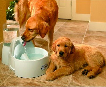 Big dog shop water fountain